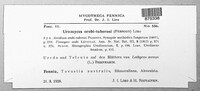 Uromyces orobi-tuberosi image